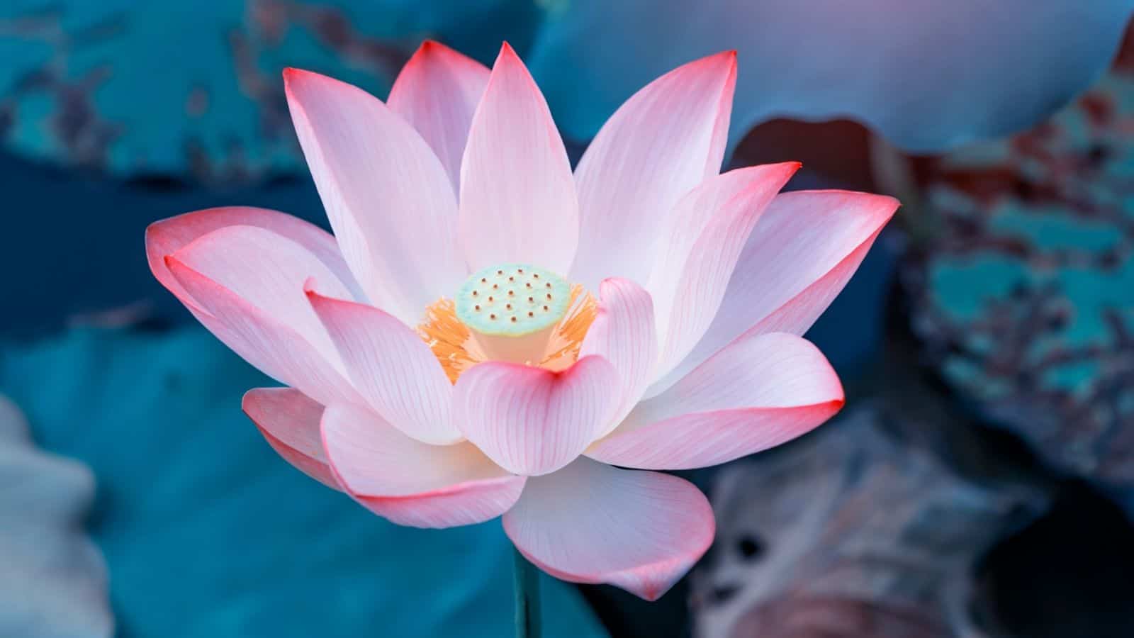 Lotus-Flower Bottle of Water - dummy product - Image 1